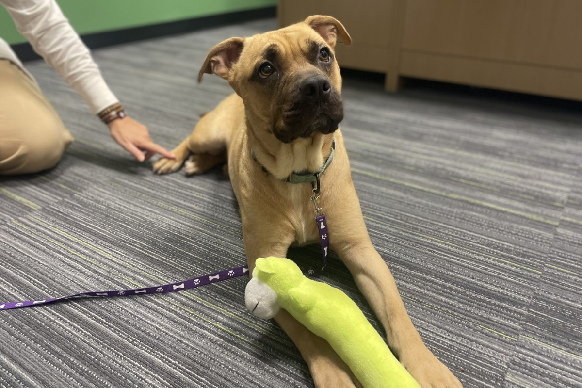 Butch, a tan dog, lies on a gray-striped carpet with a soft, green plush toy tucked between his front legs. He looks off to the side with a calm expression while someone gently rests a hand on his back.