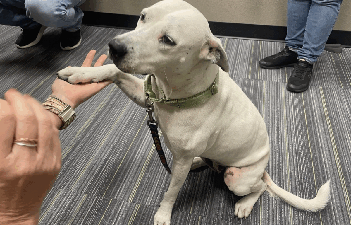 Cookie, a white dog with a green collar, sits happily while shaking paws with someone.