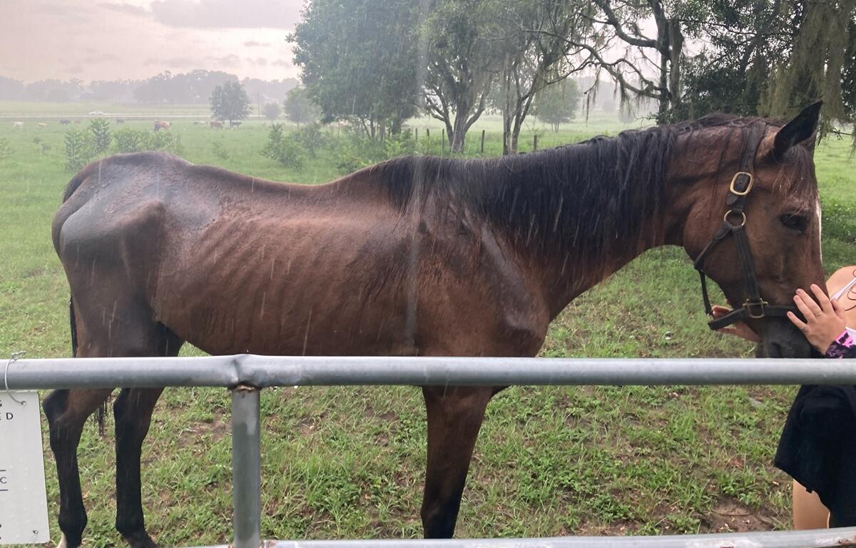 Emaciated brown horse with visible ribs and hip bones standing in a rainy pasture