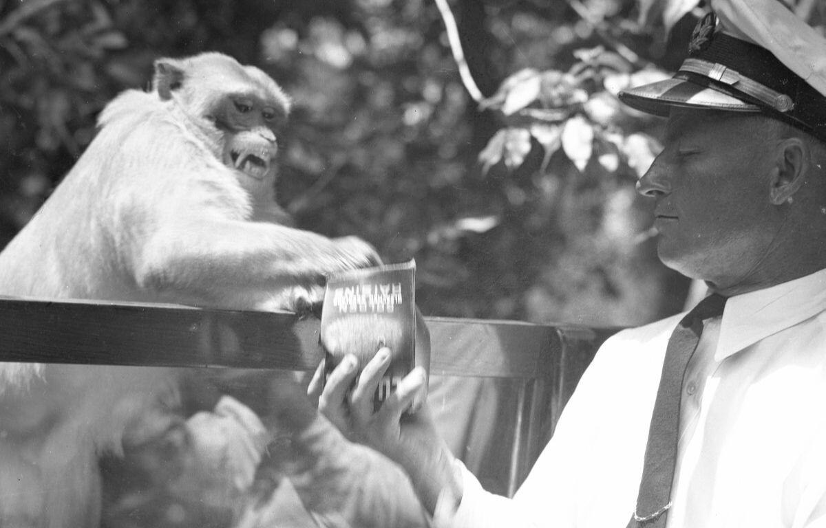 A rhesus macaque monkey with its teeth bared reaches toward a small food container being held by a man in a captain’s hat and uniform. The interaction appears playful yet tense, set against leafy trees and dappled sunlight.