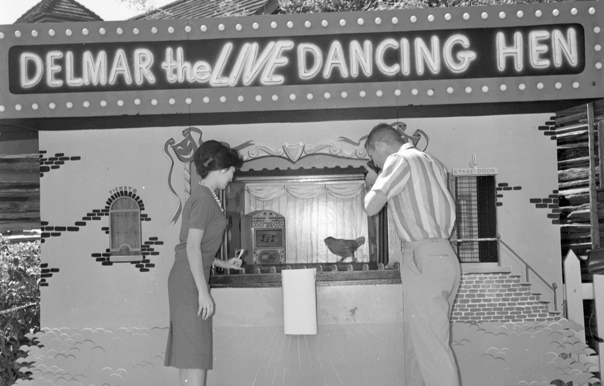 A black-and-white photo and a man and a woman standing in front of a small, enclosed stage. Inside is a hen, deemed "Delmar the Live Dancing Hen" as stated by a sign hosted above the stage.