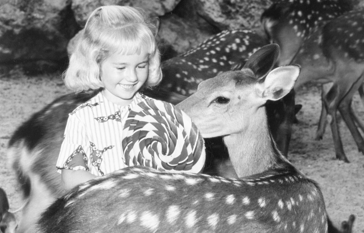 A black-and-white photo of a little girl sharing her lollipop with a fallow deer.