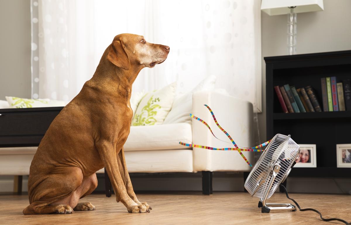 Brown dog sitting in front of a fan indoors on a hot day.