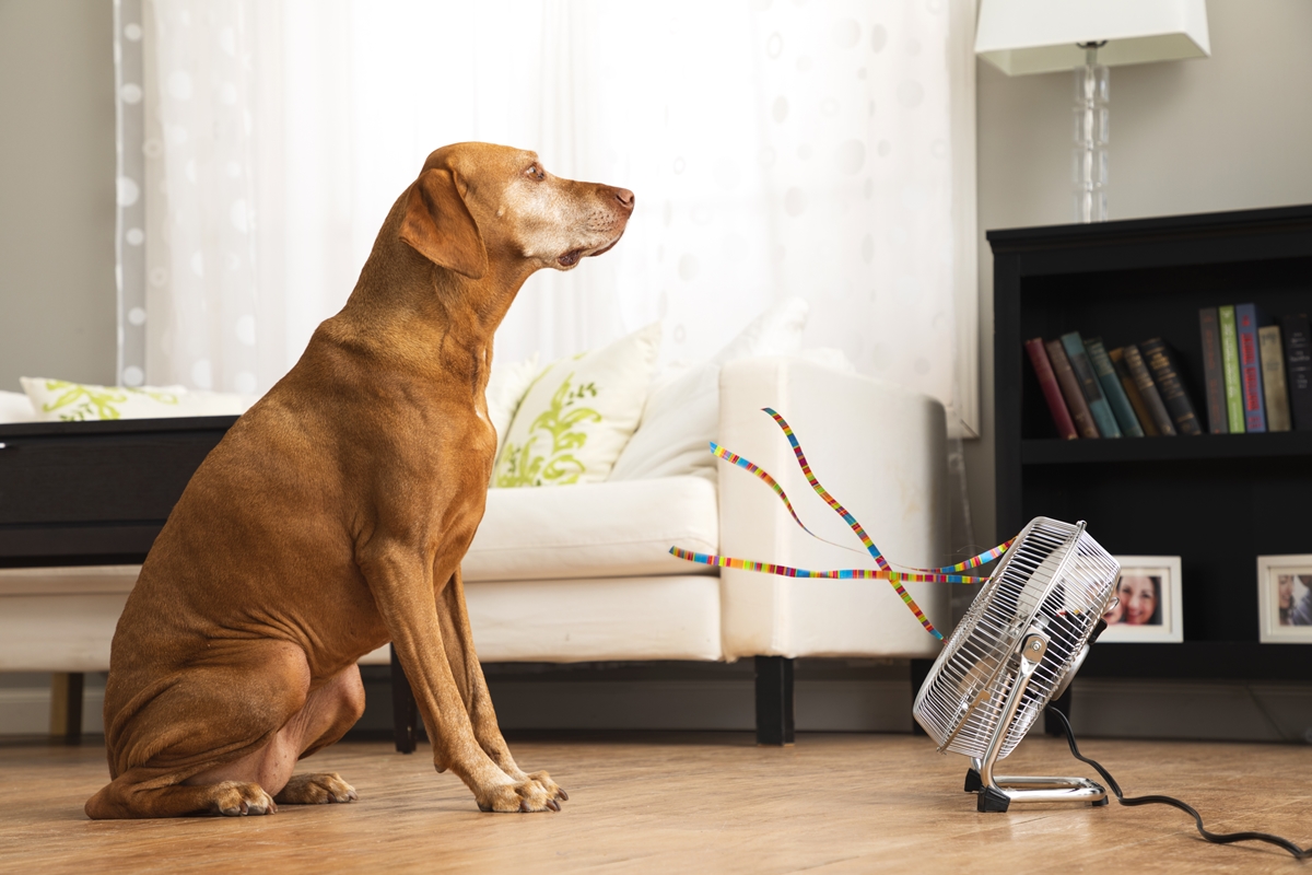 Brown dog sitting in front of a fan indoors on a hot day.