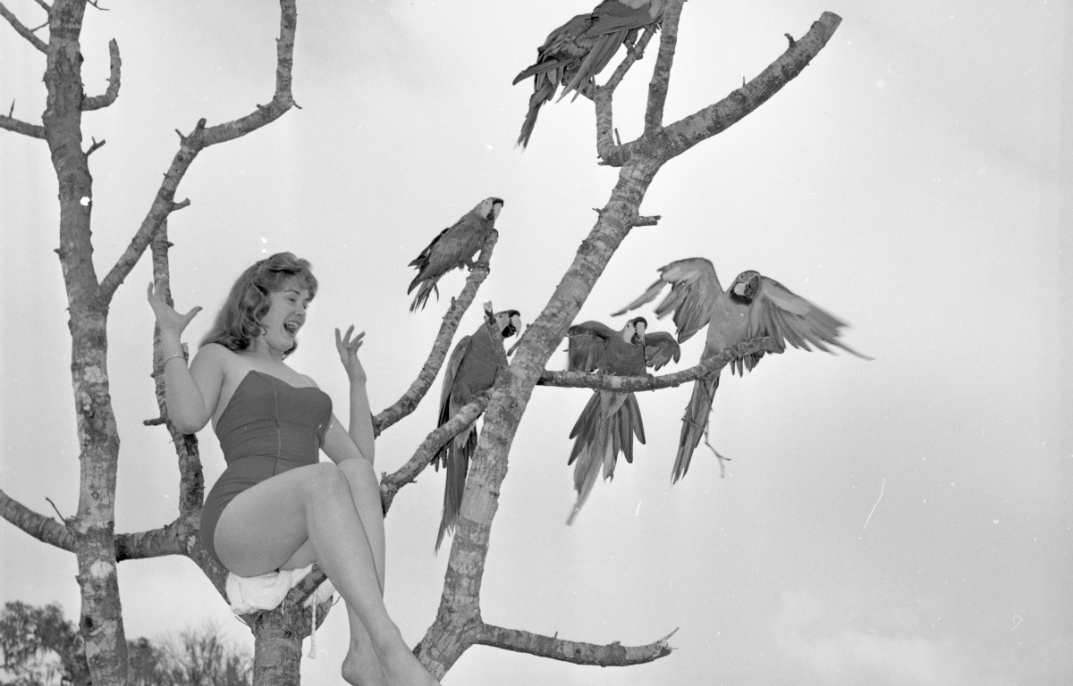 A black-and-white photo of a young woman in a swimsuit sitting in a tree with numerous macaws. 