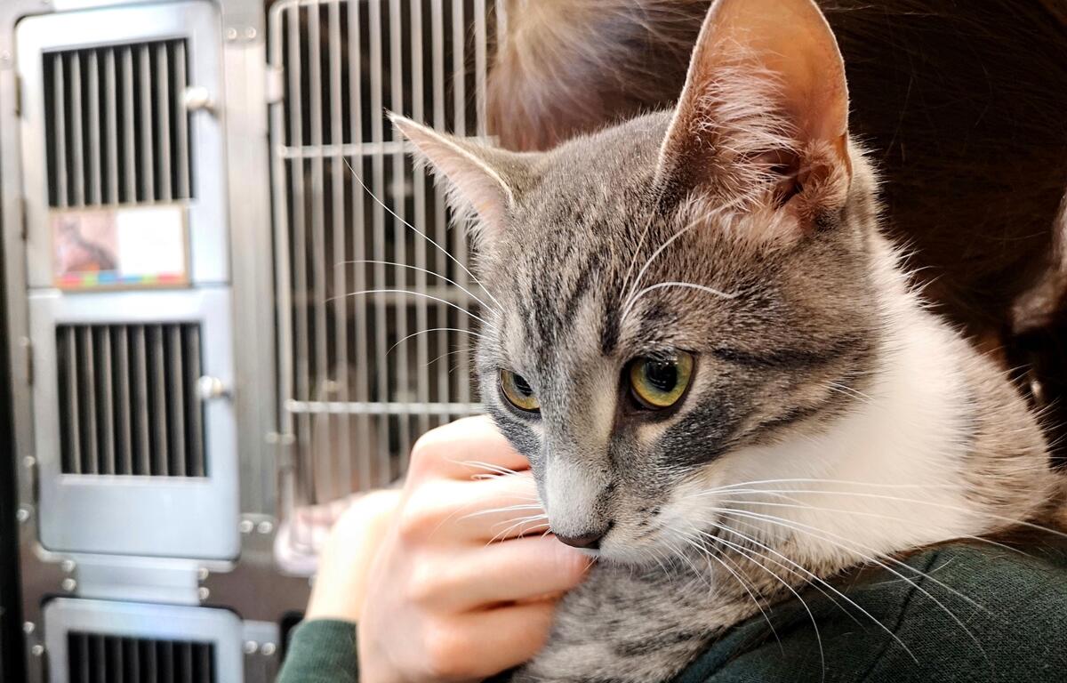 Close-up of a gray and white tabby cat being held by a volunteer at an adoption center.