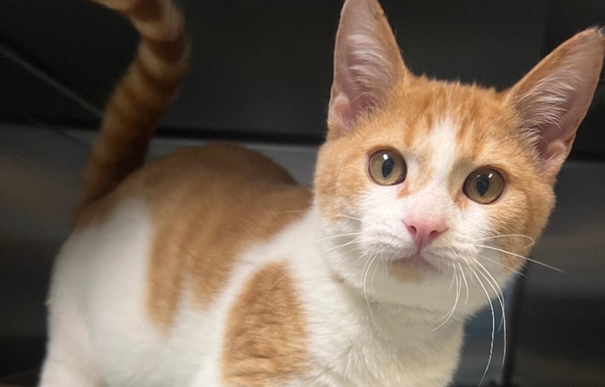 Orange and white kitten with wide eyes looking at the camera inside a shelter enclosure.