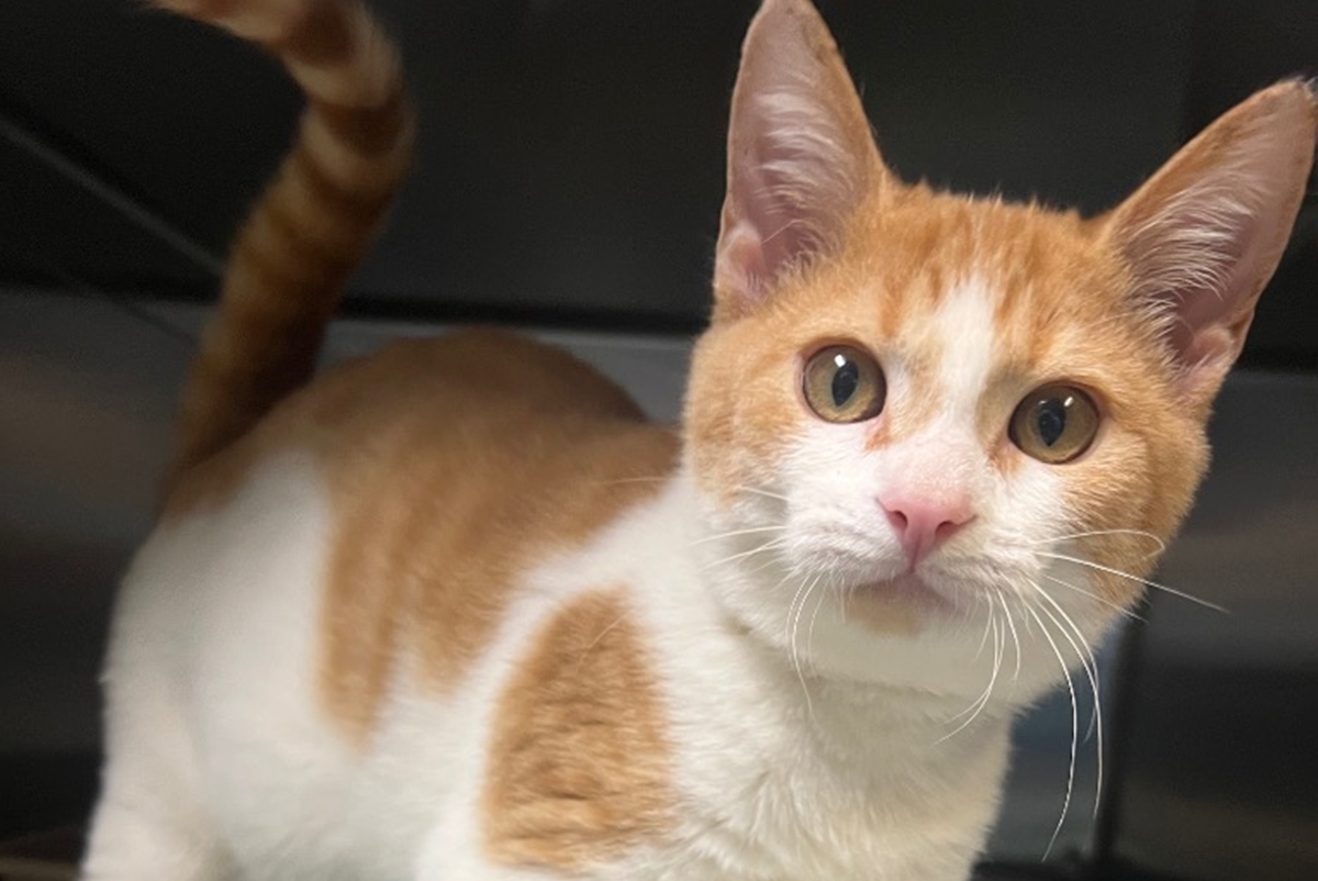 Orange and white kitten with wide eyes looking at the camera inside a shelter enclosure.