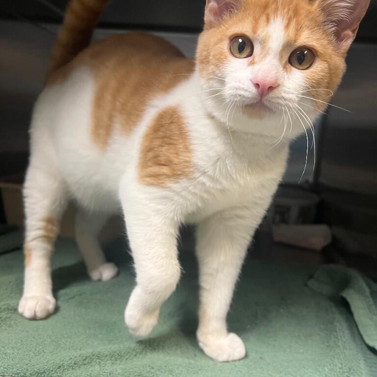 Orange and white kitten standing on a green towel inside a kennel, looking alert.