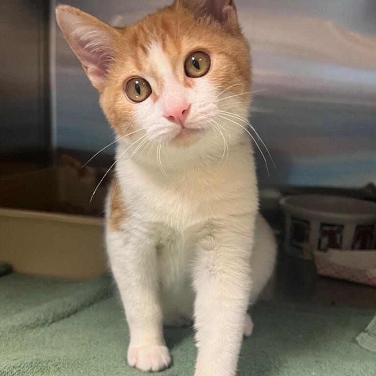 Orange and white kitten with bright eyes tilting head while sitting inside a kennel.