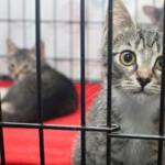 Close-up of a kitten behind bars at a cat rescue shelter with other kittens in the background on red bedding.