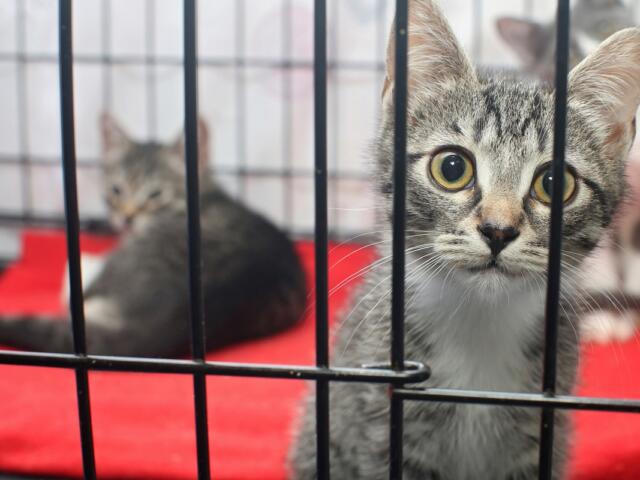Close-up of a kitten behind bars at a cat rescue shelter with other kittens in the background on red bedding.