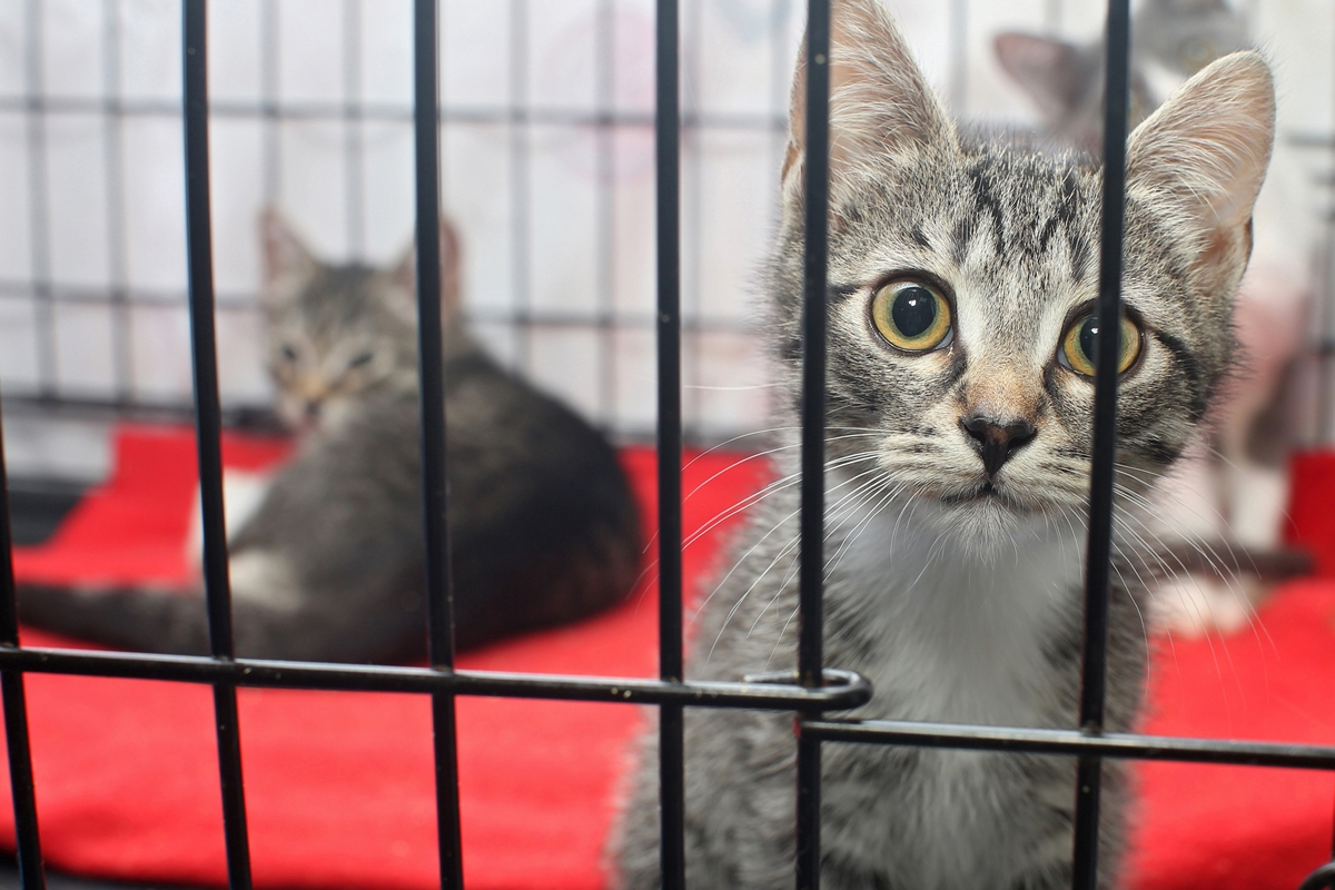 Close-up of a kitten behind bars at a cat rescue shelter with other kittens in the background on red bedding.