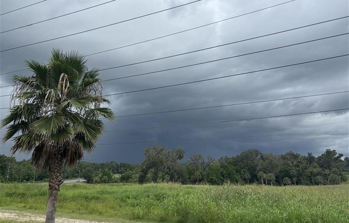 Storm clouds over grassy field with palm tree in Marion County, Florida