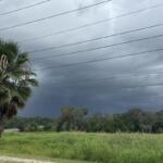 Storm clouds over grassy field with palm tree in Marion County, Florida