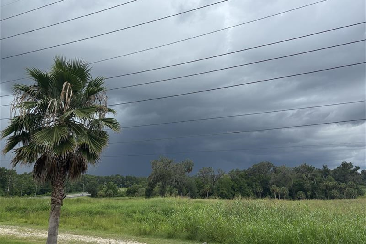 Storm clouds over grassy field with palm tree in Marion County, Florida