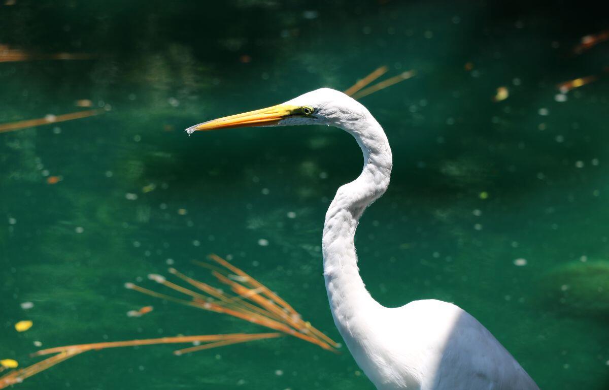 A closeup of a white bird with a long yellow beak overlooking green water with pine needles floating behind.