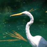 A closeup of a white bird with a long yellow beak overlooking green water with pine needles floating behind.