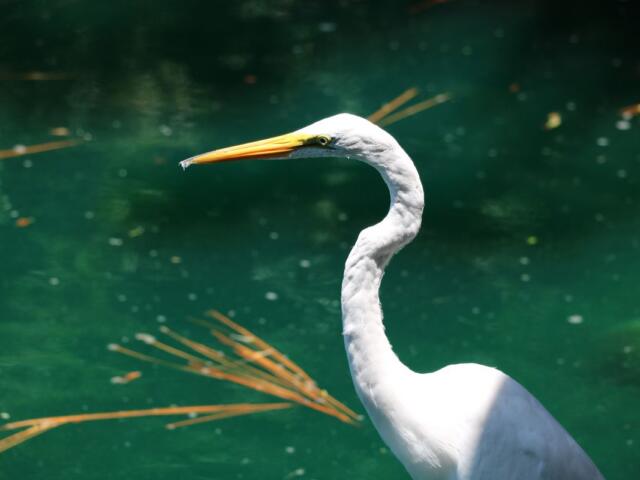 A closeup of a white bird with a long yellow beak overlooking green water with pine needles floating behind.