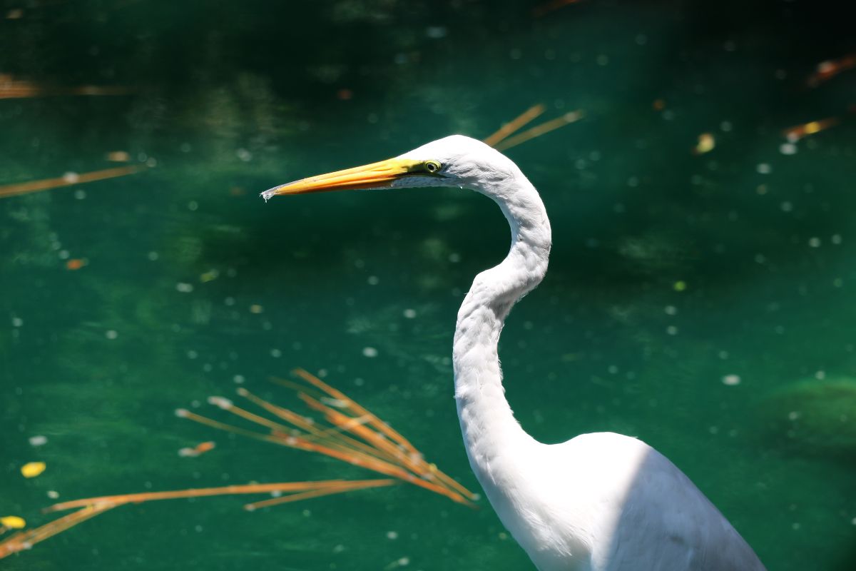 A closeup of a white bird with a long yellow beak overlooking green water with pine needles floating behind.