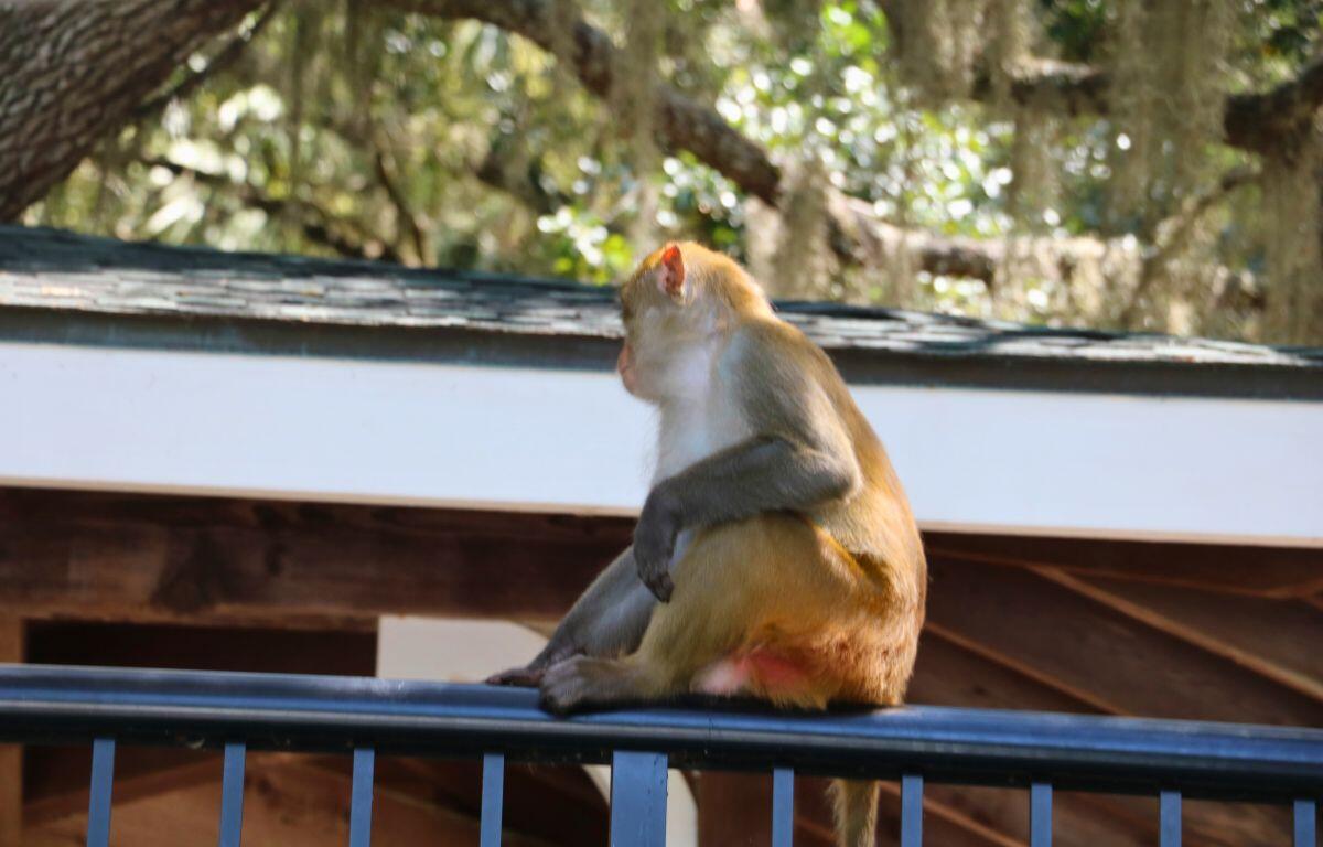An orange monkey with white hair on the stomach and grey on the arms. It sits on a black rail with a wood structure behind it with a white and grey tiled ceiling and trees in the background.