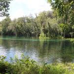 A river winds through a lush forest with dense green trees and foliage along the shoreline. The water reflects the blue sky and is tinged with shades of turquoise from the limestone below it. A small kayak floats in the distance near the tree line.