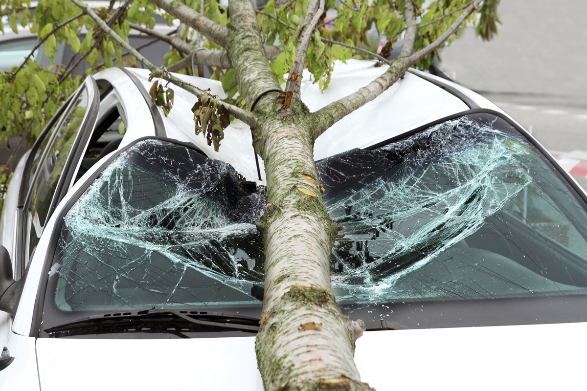 Stock photo of a fallen tree crushing a car’s windshield
