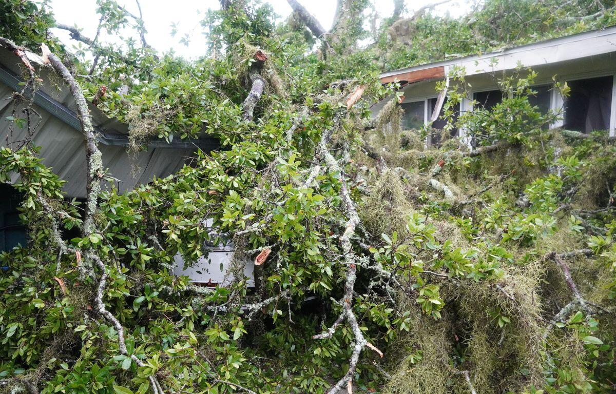 In the background a red fire truck, with a tree line and the top of a home in the foreground a massive felled tree.