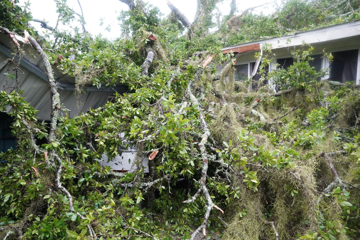 In the background a red fire truck, with a tree line and the top of a home in the foreground a massive felled tree.