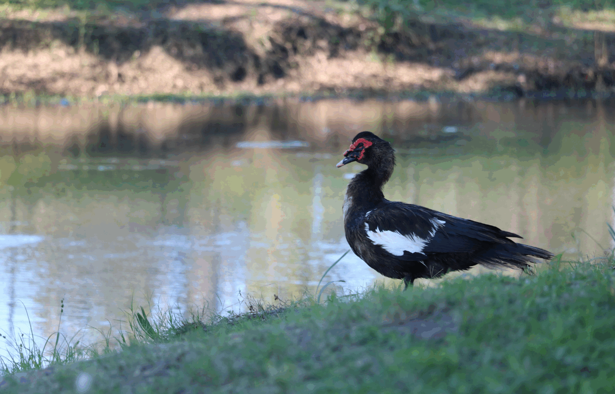 A brown duck with white under its wing and red around its eyes sits on a short, downward hill overlooks a body of water with a hill in the background.