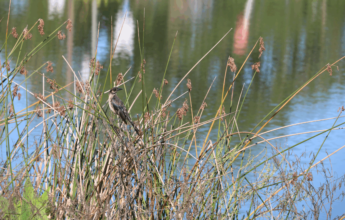 A bird perches on reeds in front of a body of water. The bird has dark feathers with lighter markings on its chest and head. The water reflects greenery and vertical shapes.