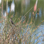 A bird perches on reeds in front of a body of water. The bird has dark feathers with lighter markings on its chest and head. The water reflects greenery and vertical shapes.