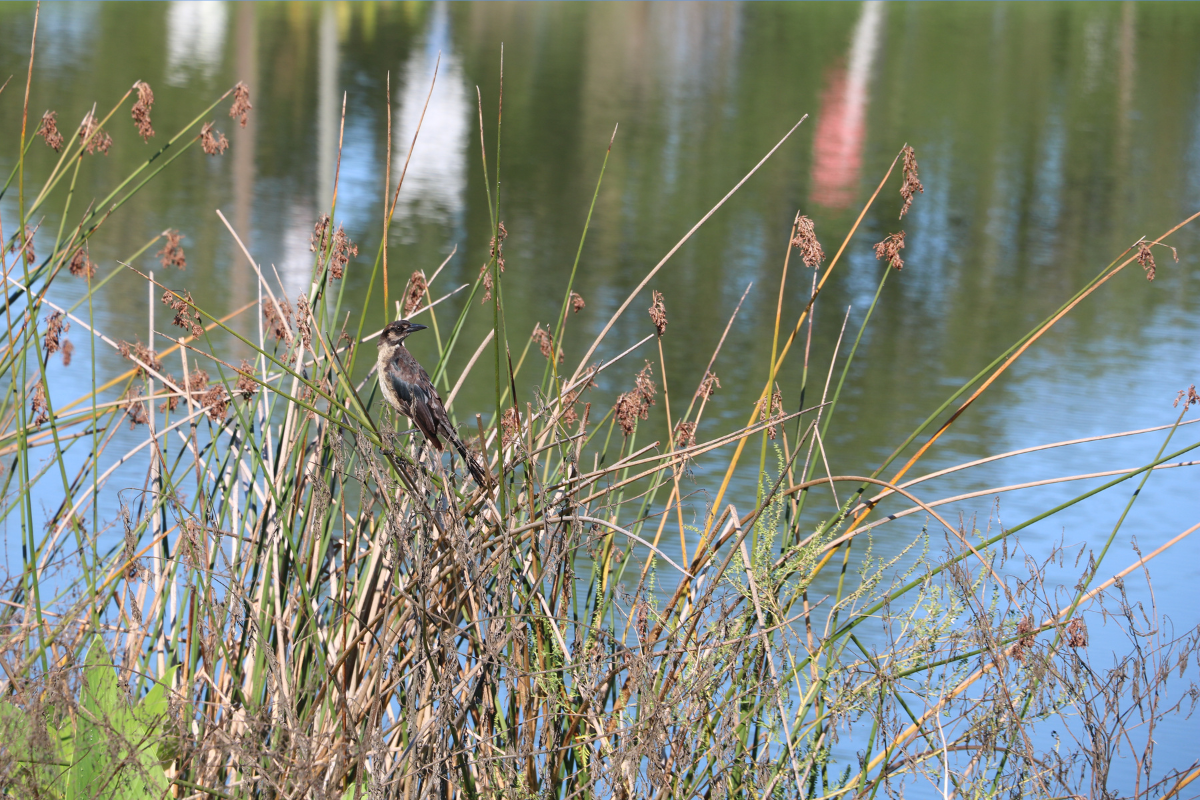 A bird perches on reeds in front of a body of water. The bird has dark feathers with lighter markings on its chest and head. The water reflects greenery and vertical shapes.