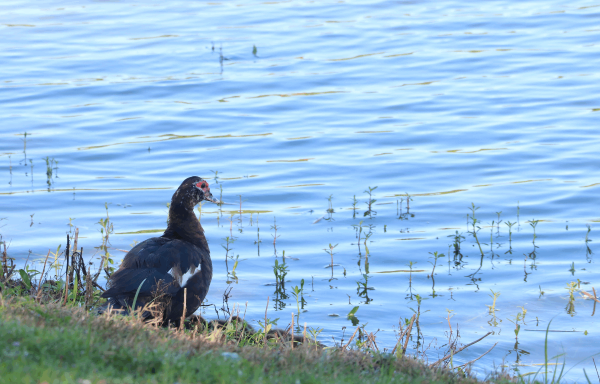 A brown duck with red around the eyes sits on the edge of water on a grassy downward hill.