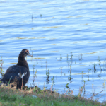 A brown duck with red around the eyes sits on the edge of water on a grassy downward hill.