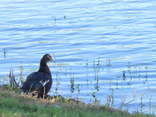 A brown duck with red around the eyes sits on the edge of water on a grassy downward hill.