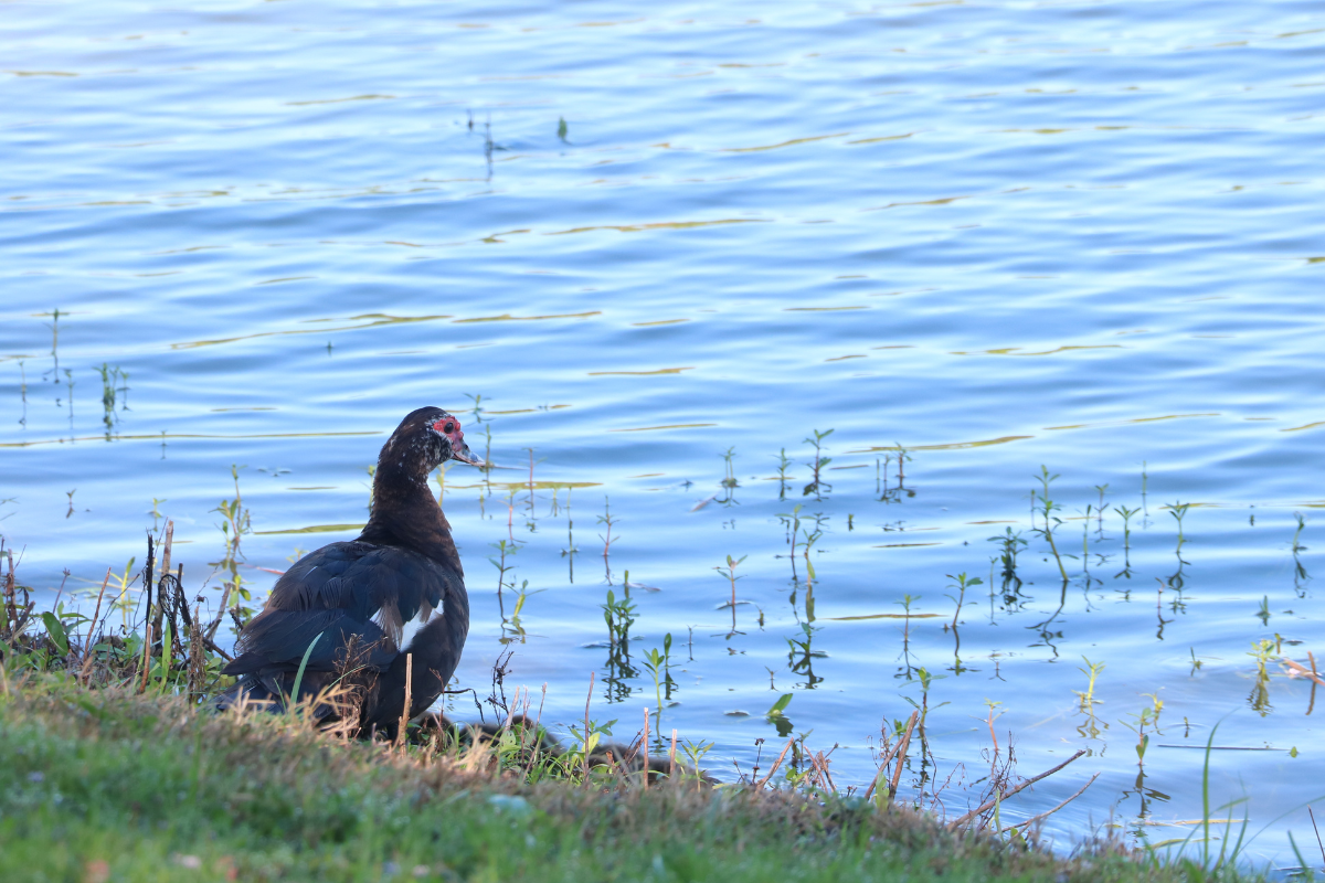 A brown duck with red around the eyes sits on the edge of water on a grassy downward hill.