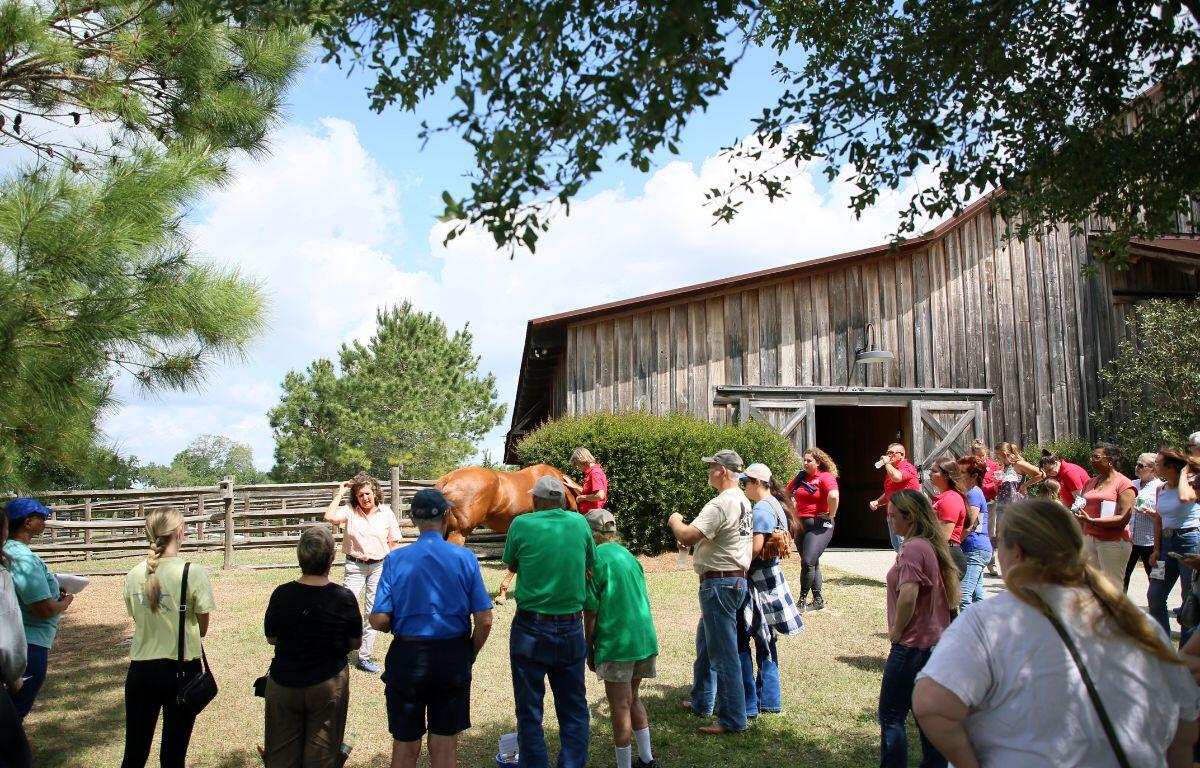 A group of people gathers outside a wooden barn during a farm tour or educational event, watching as a presenter interacts with a chestnut horse in a fenced area. Trees and greenery surround the scene under a partly cloudy sky.