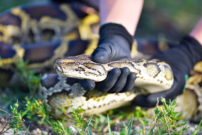 A snake with a distinctive pattern being held by a hand with a glove, with the person's arm exposed above the wrist. There is grass in the foreground and indigenous flora in the background out of focus.
