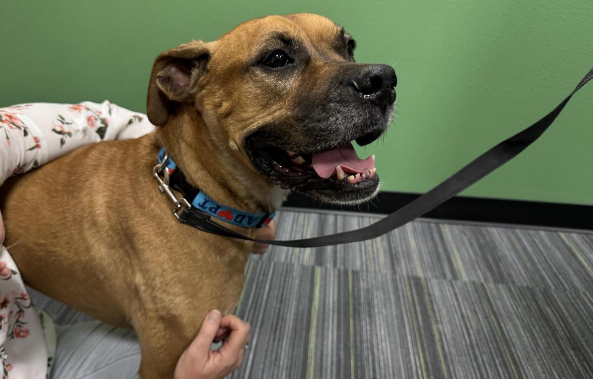 Light brown, boxer mix dog. Nine year old, senior dog named Dante at Humane Society of Marion County.