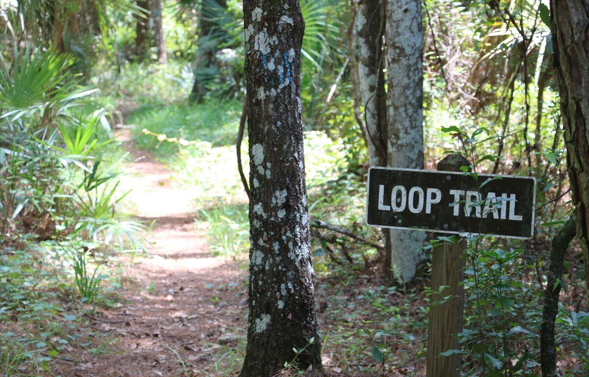 A brown sign nailed to a wooden post reading, "LOOP TRAIL" lies in a dense forest with trees, bushes and other plants surrounding it. Light shines through the forest in the background, inserting from the right and lighting the path in the left.