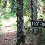 A brown sign nailed to a wooden post reading, "LOOP TRAIL" lies in a dense forest with trees, bushes and other plants surrounding it. Light shines through the forest in the background, inserting from the right and lighting the path in the left.