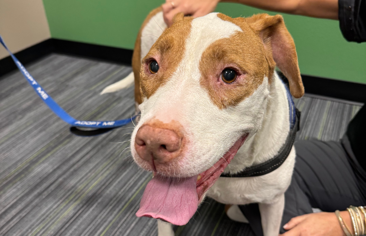 Adoptable senior dog Molly at Marion County Animal Services in Ocala, Florida – sweet 8-year-old white and red mixed-breed dog looking for a forever home