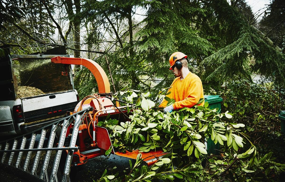 Worker in safety gear operating a wood chipper to remove tree branches.