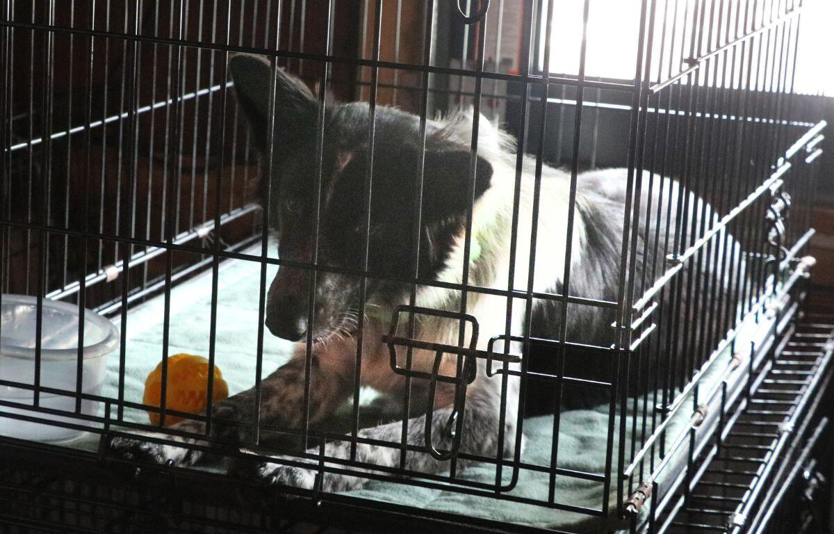 A white and black fluffy dawg sits in a cage with a chew toy and water bowl with a window light the background.