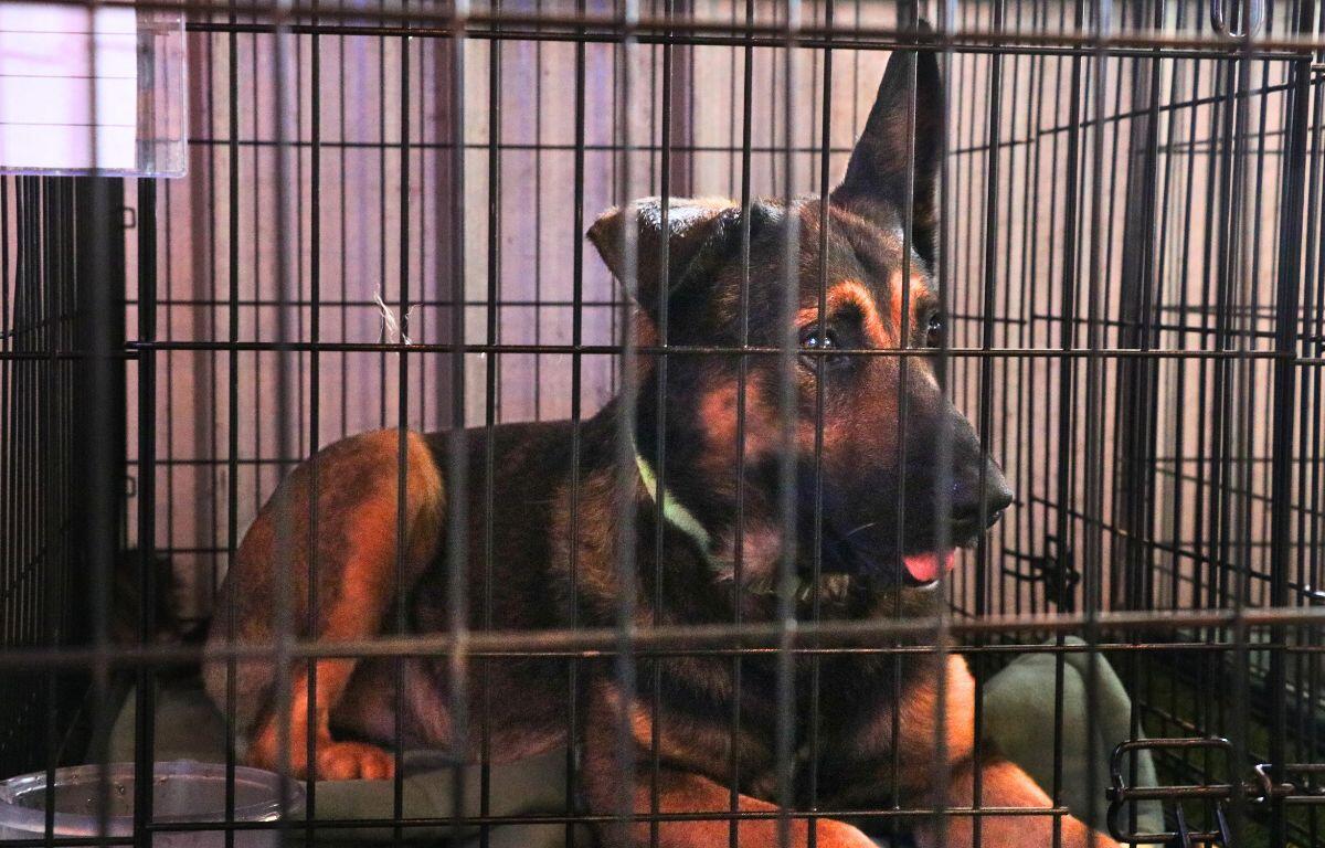 A brown and black dog sits in a cage with a green color and a water bowl.
