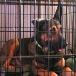 A brown and black dog sits in a cage with a green color and a water bowl.