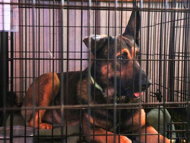 A brown and black dog sits in a cage with a green color and a water bowl.