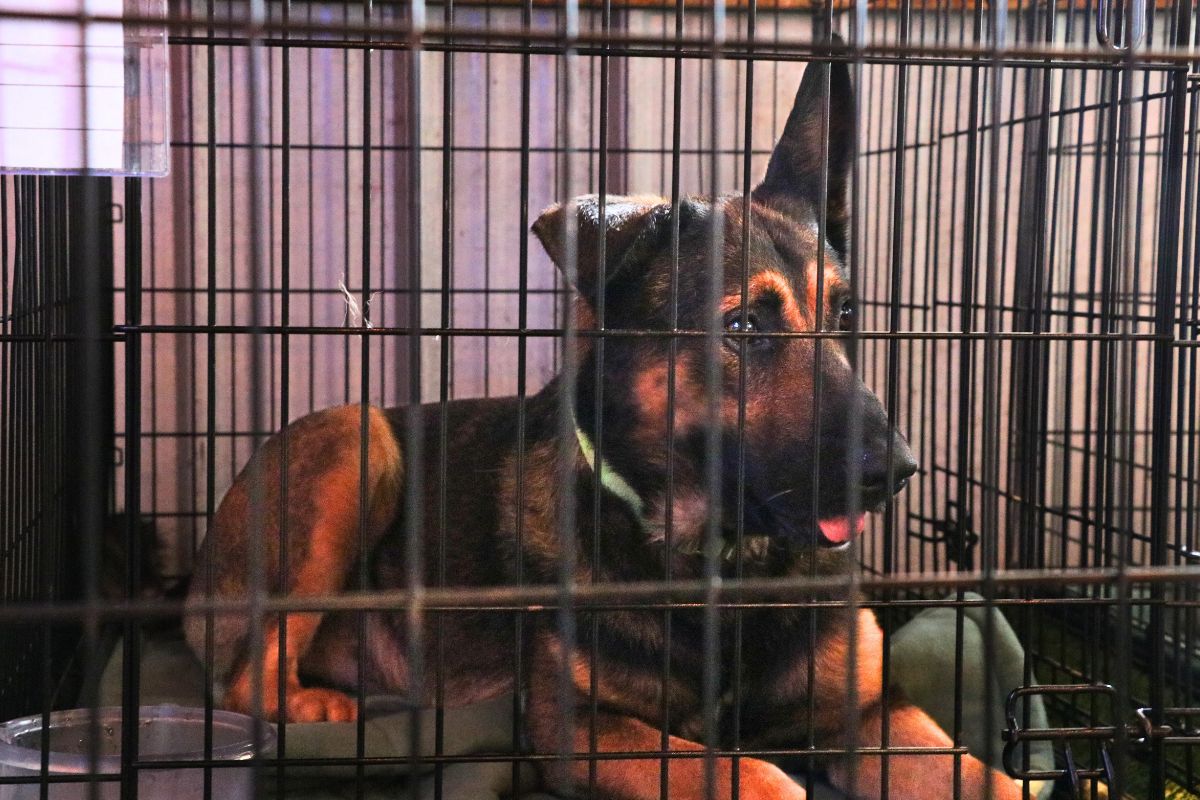A brown and black dog sits in a cage with a green color and a water bowl.