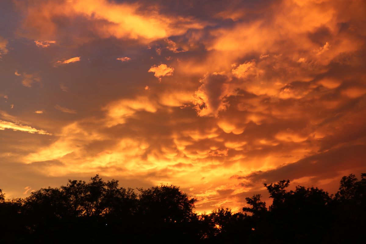 Golden clouds stretch across the sky above tree silhouettes at dusk.